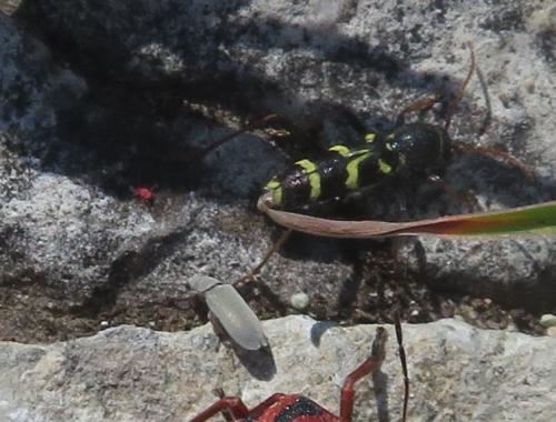 Réf. 323 957 : Clytus rhamni